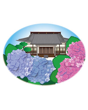お寺と紫陽花